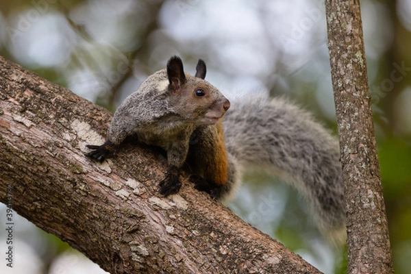 Fototapeta Sciurus stramineus