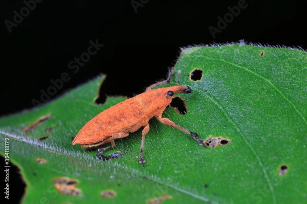 Fototapeta Weevil crawling on wild plants, North China