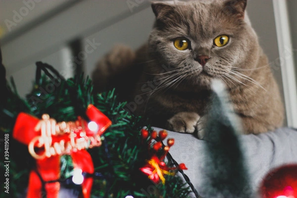 Obraz christmas tree decorations with cat