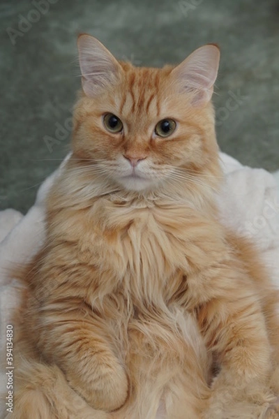 Obraz 人間のように座る猫（マンチカン）