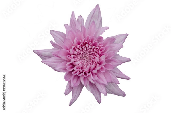 Obraz Pink chrysanthemum flowers with white pattern background