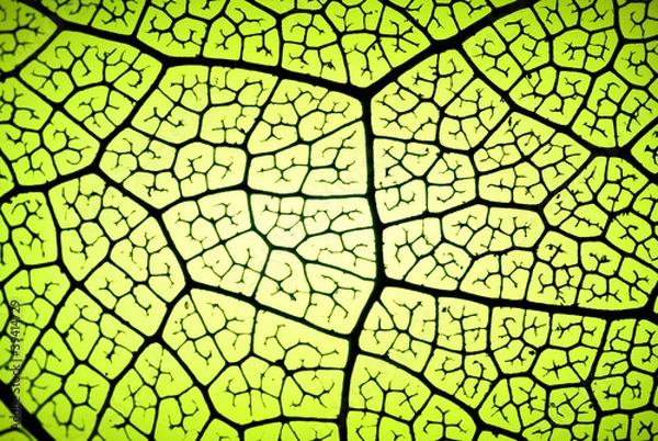 Obraz detail of a leaf in backlit showing veins
