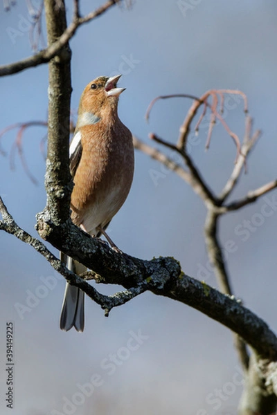 Fototapeta Buchfink (Fringilla coelebs) Männchen