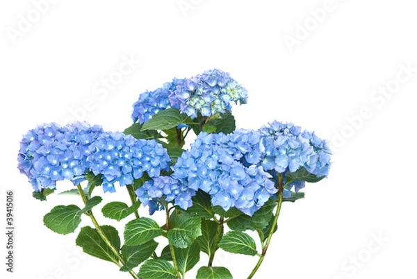 Obraz Gartenhortensie