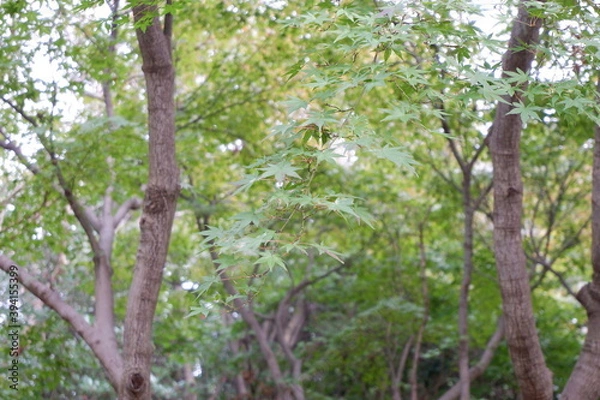 Obraz 所沢航空記念公園の芝生と木