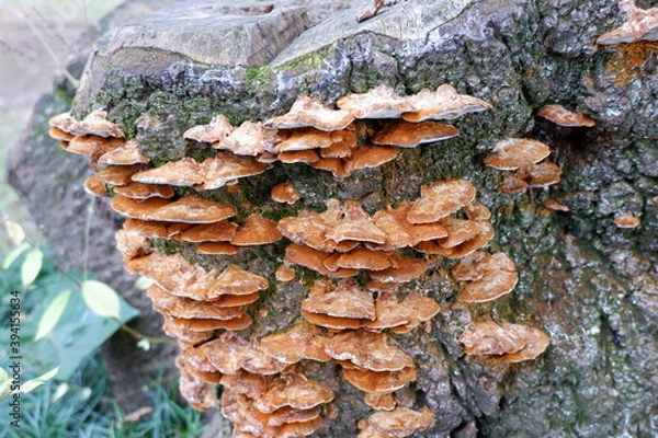 Obraz 所沢航空記念公園の芝生と木