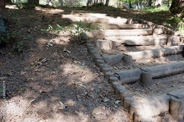 Obraz 国営武蔵丘陵森林公園の木と葉