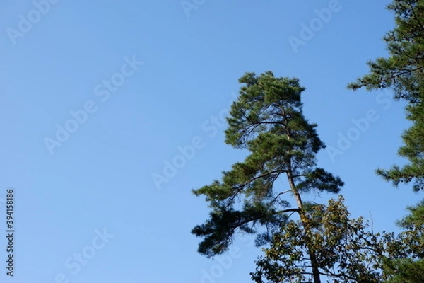 Obraz 国営武蔵丘陵森林公園の木と葉