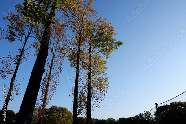 Obraz 国営武蔵丘陵森林公園の木と葉