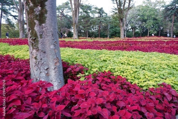 Obraz 国営武蔵丘陵森林公園の木と葉