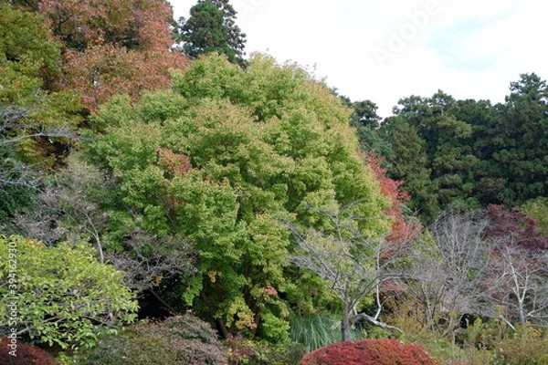 Obraz 清水公園の紅葉と木、落ち葉