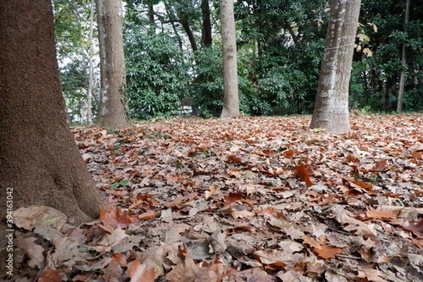 Obraz 清水公園の紅葉と木、落ち葉