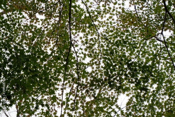 Obraz 清水公園の紅葉と木、落ち葉