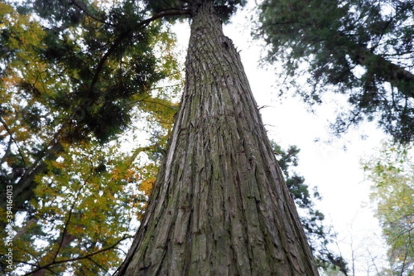 Obraz 清水公園の紅葉と木、落ち葉