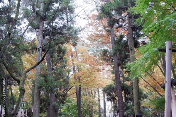 Obraz 清水公園の紅葉と木、落ち葉