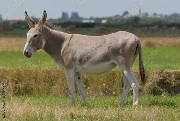 Obraz âne dans une prairie