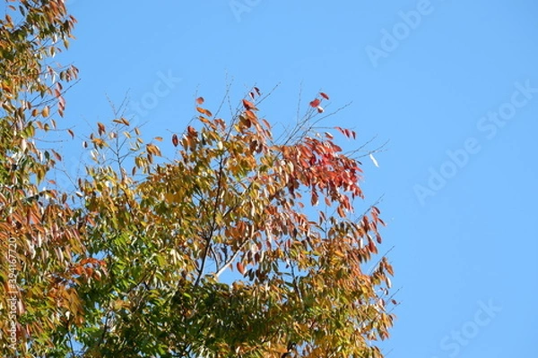 Obraz 川のある公園の紅葉