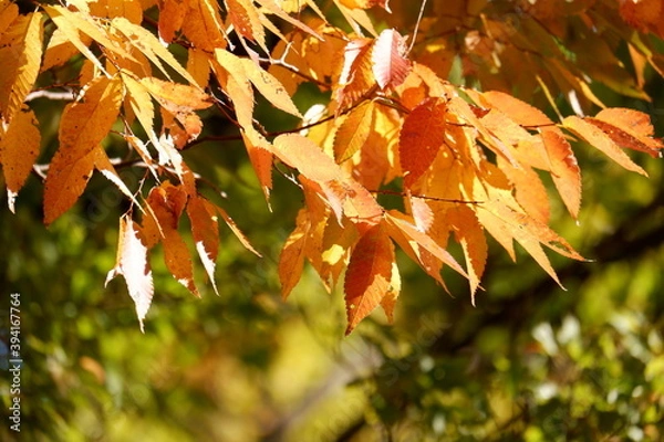 Obraz 川のある公園の紅葉