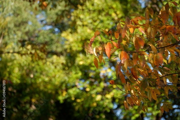 Obraz 川のある公園の紅葉