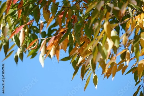 Obraz 川のある公園の紅葉