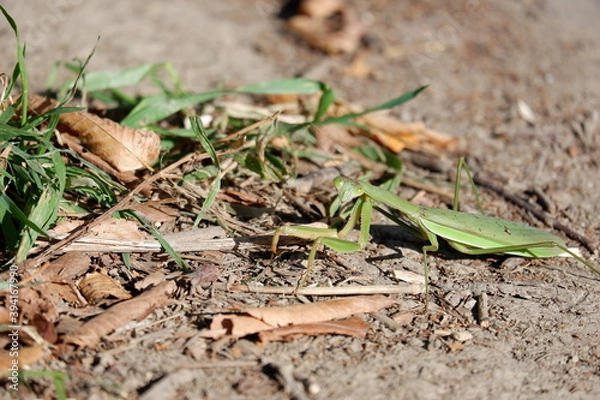 Obraz 川のある公園の紅葉