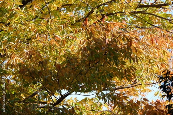 Obraz 川のある公園の紅葉