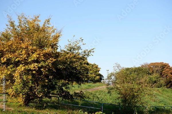 Obraz 川のある公園の紅葉