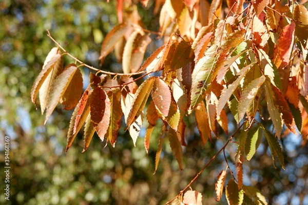 Obraz 川のある公園の紅葉