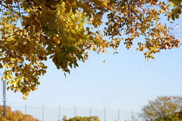 Obraz 川のある公園の紅葉