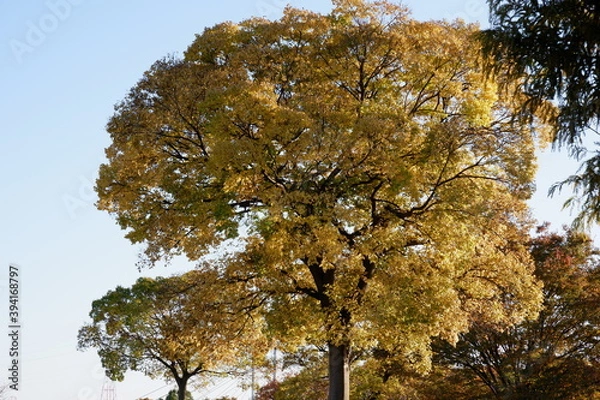 Obraz 川のある公園の紅葉