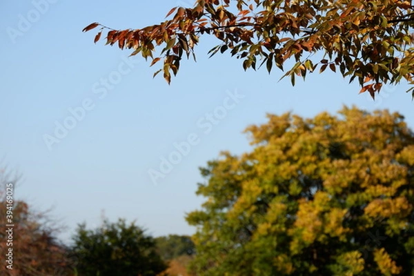 Obraz 川のある公園の紅葉