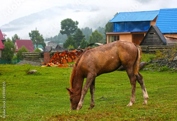 Fototapeta Beautiful brown horse eating grass and hay in meadow and green field in summertime. copy space. Altai, Russia, Teletskoye lake
