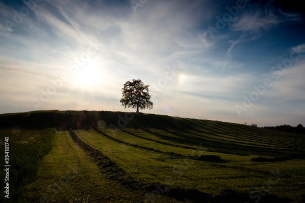 Obraz Münsinger Baum