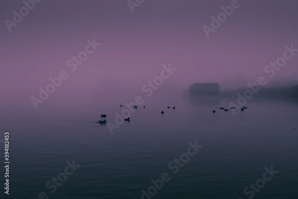 Obraz Coots at dawn