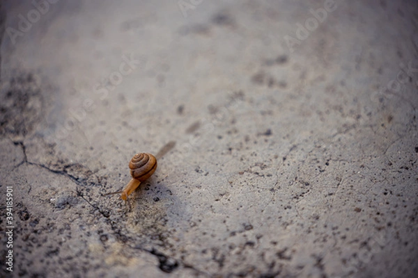 Obraz Walking snail