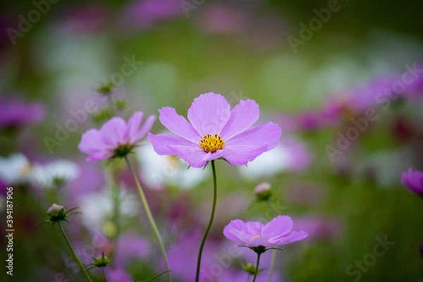 Fototapeta コスモス畑のコスモス