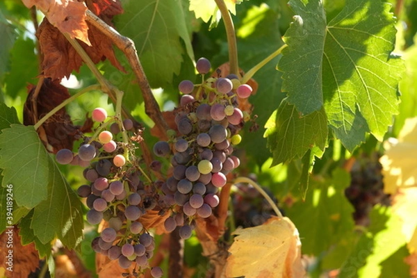 Fototapeta Grappe de raisin