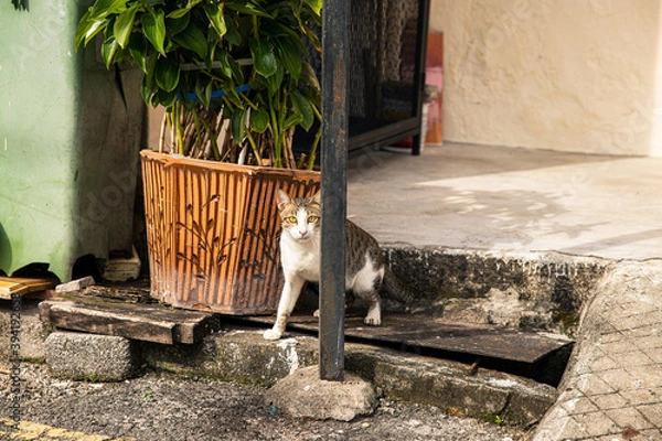 Obraz Hide and seek cat