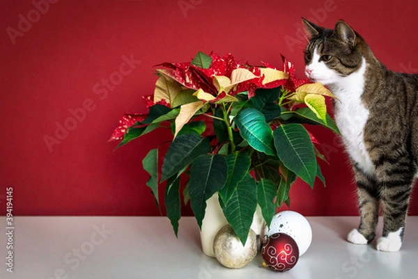 Fototapeta Weihnachten