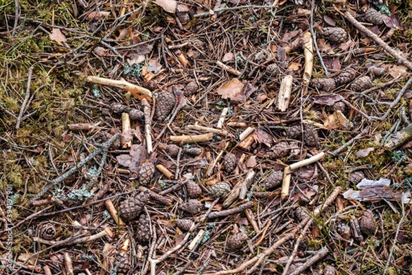 Fototapeta firewood log texture in nature