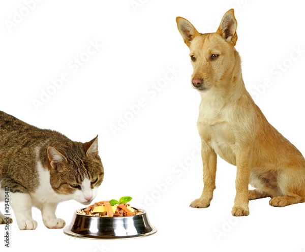 Obraz Nur für Katzen