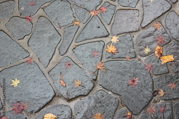 Fototapeta colored leaf on road