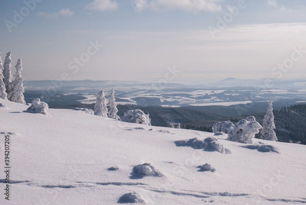 Obraz Frozen Trees in the Winter