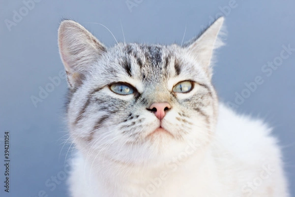 Obraz Siamese cat on gray background