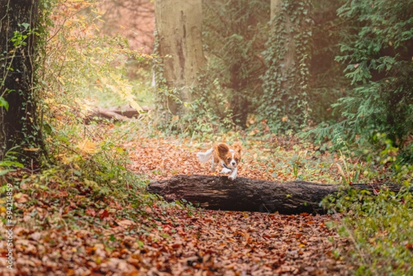 Fototapeta Cavalier King Charles Spaniel running and jumping over wooden log through English woods