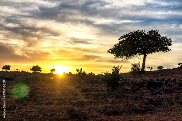 Obraz tree at sunset