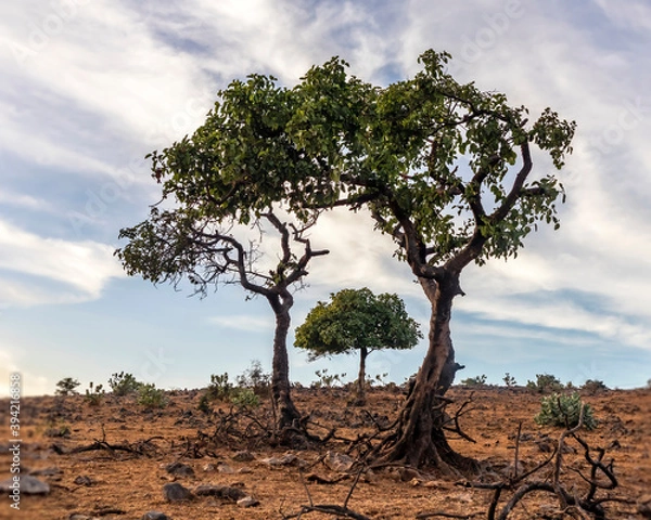 Obraz trees with clouds