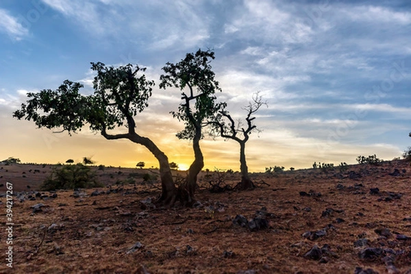 Obraz tree in the desert