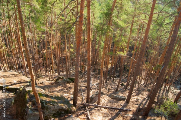Obraz forest in autumn