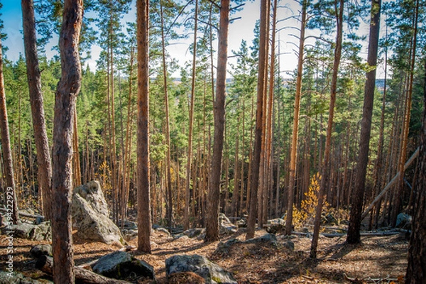 Obraz forest in autumn